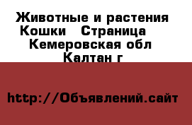 Животные и растения Кошки - Страница 2 . Кемеровская обл.,Калтан г.